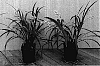 Ophiopogon%20jaburan%20%27HOCF%27