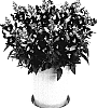 Antirrhinum%20majus%20%27Amalia%20Dark%20Red%27