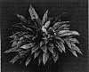 Aglaonema%20hybrida%20%27Indo-Queen%27