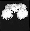 Chrysanthemum%20x%20morifolium%20%27Yoyukon%27