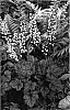 Heuchera%20x%20hybrida%20%27Moonlight%27