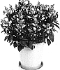 Antirrhinum%20majus%20%27Amalia%20Cerise%27