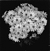 Chrysanthemum%20x%20morifolium%20%27Yobrighton%27