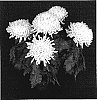 Chrysanthemum%20x%20morifolium%20%27Yogolden%20Gate%27