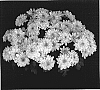 Chrysanthemum%20x%20morifolium%20%27Dazzling%20Yonew%20York%27