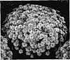 Chrysanthemum%20x%20morifolium%20%27Yomichelle%27