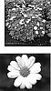 Argyranthemum%20frutescens%20%27Wesarwhi%27