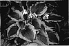 Hosta%20hybrid%20%27American%20Icon%27