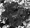 Rosa%20hybrida%20%27Meigadraz%27
