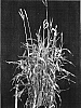 Zea%20diploperennis%20x%20Tripsacum%20laxum%20%27Venus%20Express%27