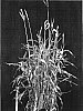 Zea%20diploperennis%20x%20Tripsacum%20laxum%20%27Venus%20Express%27