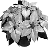 Euphorbia%20pulcherrima%20Willd.%20%27Duepremimapri%27