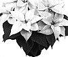 Euphorbia%20pulcherrima%20Willd.%20%27Duearcwi%27