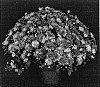 Chrysanthemum%20x%20morifolium%20%27Delightful%20Yovictoria%27