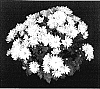 Chrysanthemum%20x%20morifolium%20%27Yodawn%27