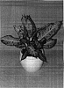 Dieffenbachia%20hybrida%20%27Mary%27