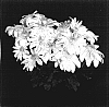 Chrysanthemum%20x%20morifolium%20%27Yellow%20Yograceland%27