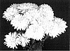 Chrysanthemum%20x%20morifolium%20%27Sunny%20Yogainesville%27