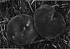 Prunus%20persica%20L.%20Batsch%20%27S%206359%27