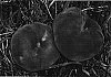 Prunus%20persica%20L.%20Batsch%20%27S%206359%27