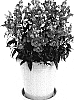 Antirrhinum%20majus%20%27Amalia%20Pink%27