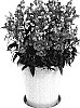 Antirrhinum%20majus%20%27Amalia%20Pink%27