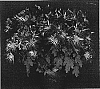 Chrysanthemum%20x%20morifolium%20%27Yosun%20City%27