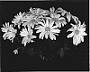 Chrysanthemum%20x%20morifolium%20%27Sunny%20Yoblush%27