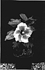 Hibiscus%20rosa-sinensis%20%27Hollywood%27