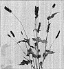Persicaria%20amplexicaulis%20%27Fat%20Domino%27