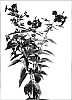 Phlox%20paniculata%20%27Delilah%27