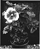 Hibiscus%20rosa-sinensis%20%27ISLAND%20MAGIC%27