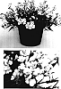 Nemesia%20hybrid%20%27Intraiyel%27