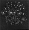 Chrysanthemum%20x%20morifolium%20%27Yorockport%27