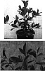 Photinia%20glabra%20%27Parbri%27