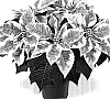 Euphorbia%20pulcherrima%20Willd.%20%27Duepremmar%27