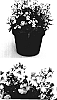 Nemesia%20hybrid%20%27Inupcream%27