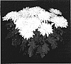 Chrysanthemum%20x%20morifolium%20%27Sunny%20Yoolympia%27