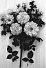 Rosa%20hybrida%20%27HADQUE%27