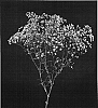 Gypsophila%20paniculata%20%27DANGYP39%27
