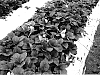 Fragaria%20ananassa%20%27PS-4634%27