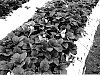 Fragaria%20ananassa%20%27PS-4634%27