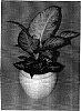 Dieffenbachia%20hybrida%20%27Ely%27