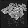 Chrysanthemum%20x%20morifolium%20%27Yocupertino%27