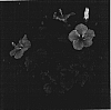 Hibiscus%20rosa-sinensis%20%27Starry%20Wind%27