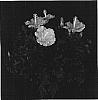 Hibiscus%20rosa-sinensis%20%27Belize%20Breeze%27