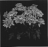 Chrysanthemum%20x%20morifolium%20%27Deep%20Yopresidio%27