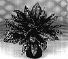 Aglaonema%20hybrida%20%27Gold%20Dust%27