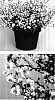 Nemesia%20hybrid%20%27Intraiwhi%27