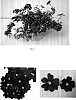 Verbena%20x%20hybrida%20%27Balazvio%27